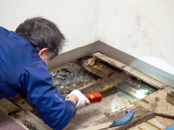 Best Certified Mold Removal  in Loudon, TN