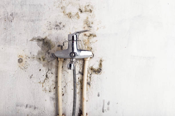 Best Home Mold Removal  in Loudon, TN
