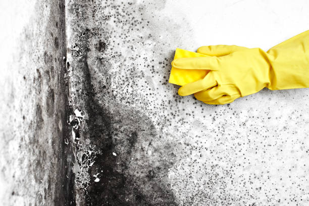 Best Mold Removal Company Near Me  in Loudon, TN