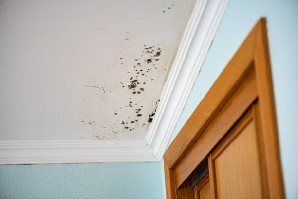 Best Residential Mold Removal  in Loudon, TN