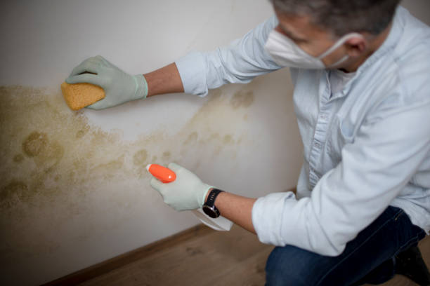 Office Mold Removal Services in Loudon, TN