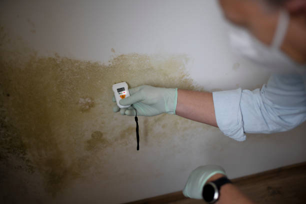 Best Attic Mold Removal  in Loudon, TN