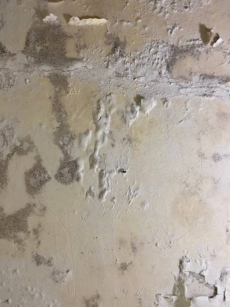 Best Mold Testing and Removal  in Loudon, TN