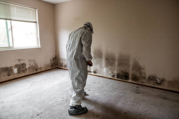 Mold Removal and Inspection in Loudon, TN