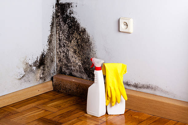 Best Mold Remediation  in Loudon, TN