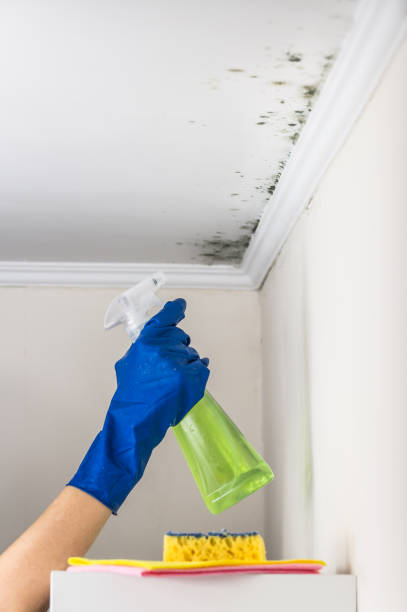Best Black Mold Removal  in Loudon, TN