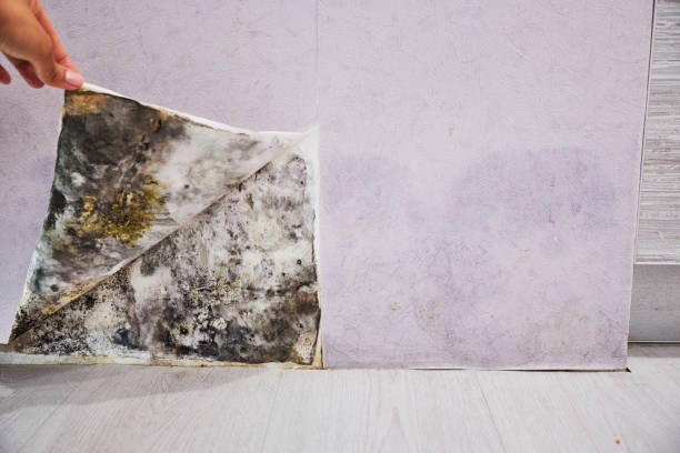 Best Residential Mold Removal  in Loudon, TN